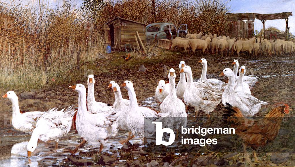 Processione delle oche