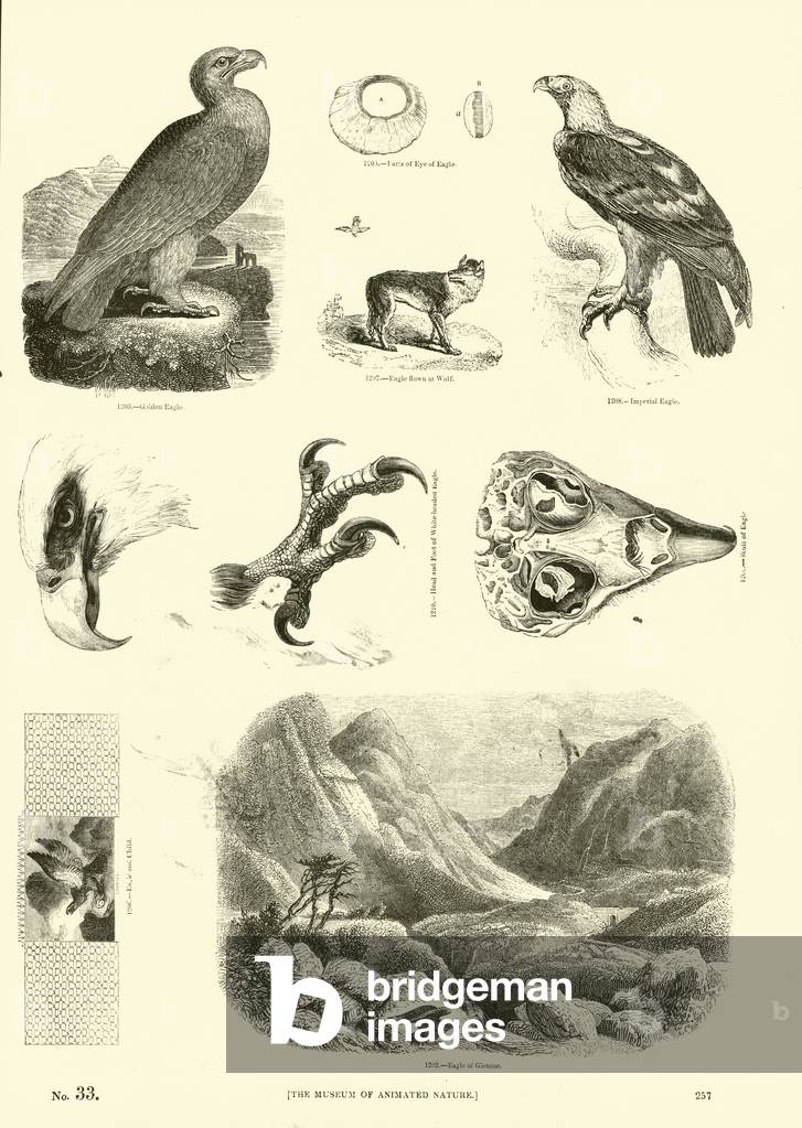 Pagina dal Museo pittorico della Natura Animata (incisione)