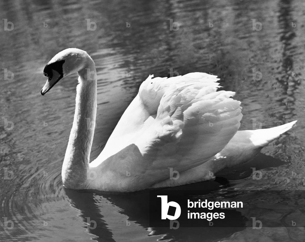 Immagine di Fotografia "Cigno che nuota sull'acqua", b/w