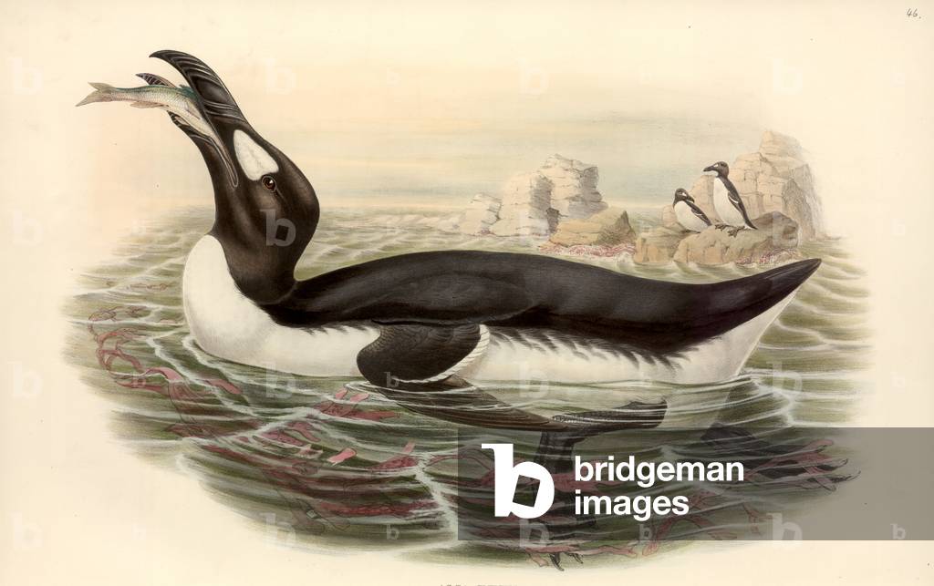 Image de Dessin représentant Pinguinus impennis par John Gould
