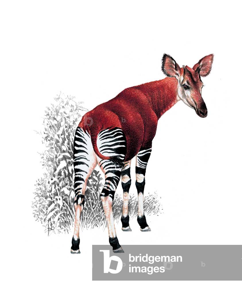 Okapi