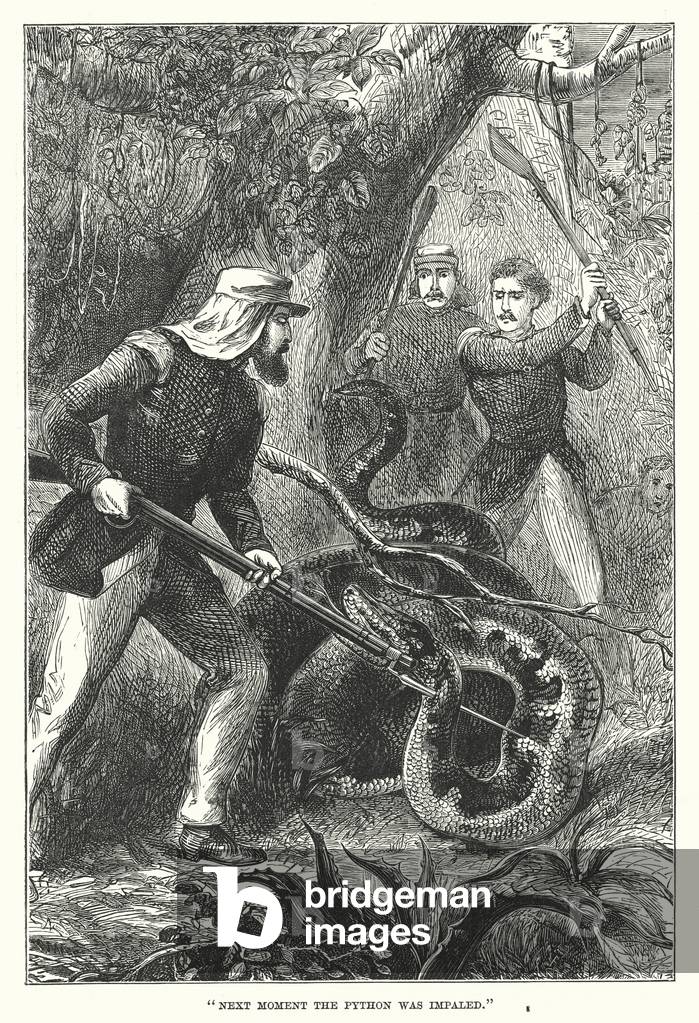 "«Il momento successivo il pitone è stato impalato» (incisione)" 1900 di English School
