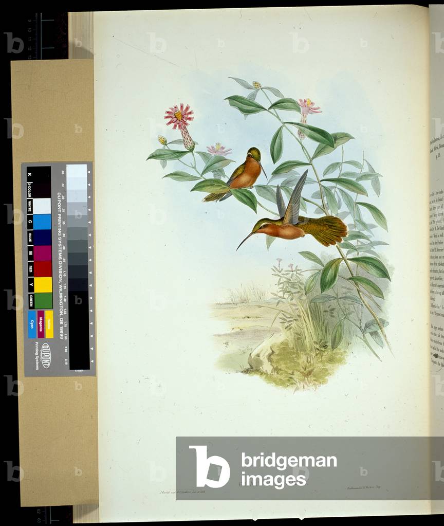 Image of Print depicting Dohrn's Hermit (glaucus Dohrni) (hand-coloured litho) by John Gould