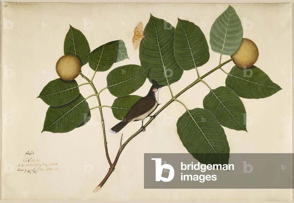 "Bulbul baffè rosso e Aganais Ficus Moth su Kadamba Branch" 1777 di Shaykh Zayn al-Din) Shaikh Zain ud-Din (Sh