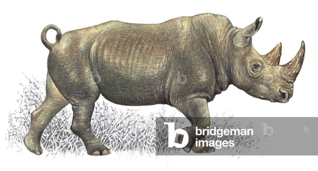 Rhinocéros blancs, b/w