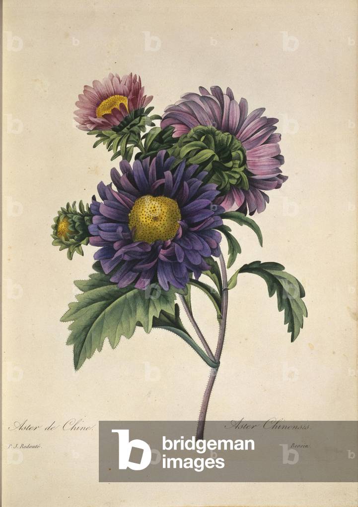 Callistephus chinensis