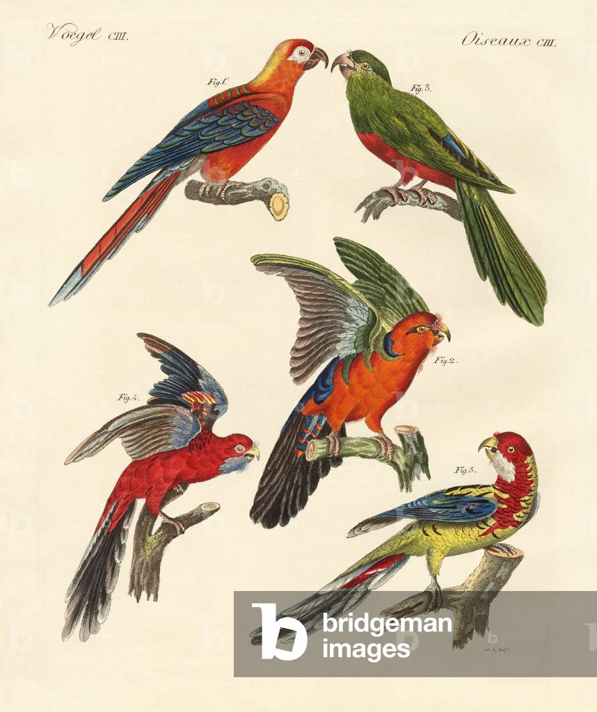 Schöne Papageien (farbige Gravur)