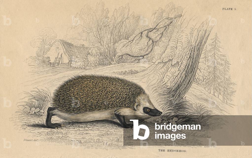 Igel (Erinaceus europeas), der Gemeine Stacheligel, ein insektenfressendes Säugetier der Alten Welt, aus Briti