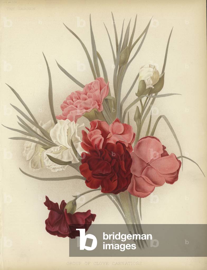 Eine Gruppe von Nelken (Farbe litho)