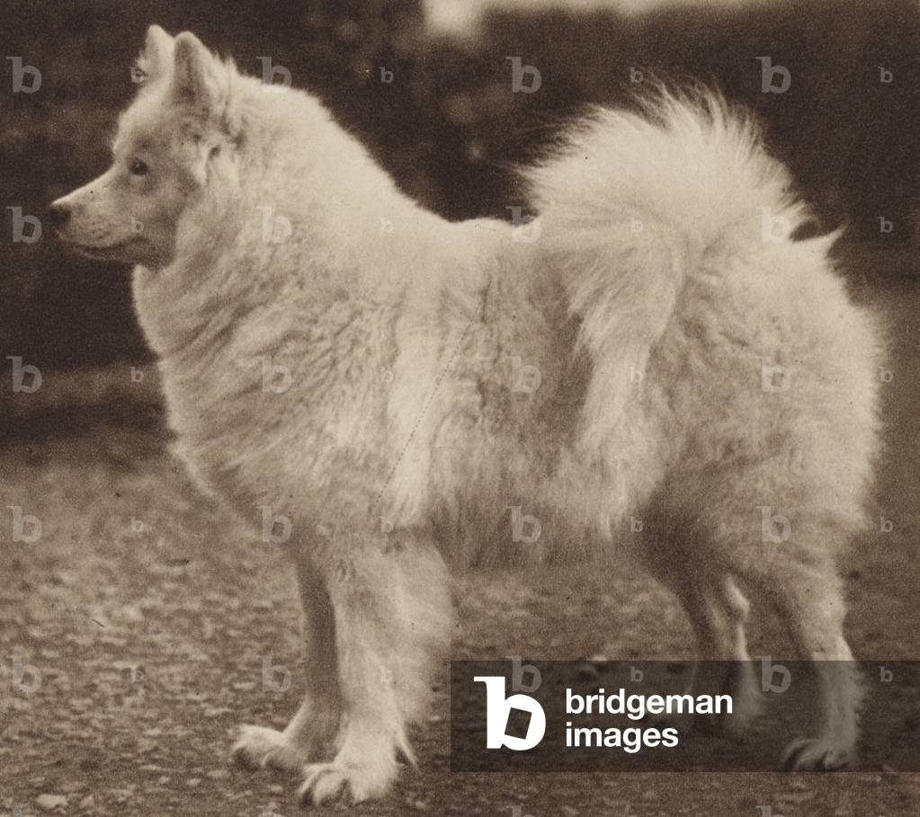 Hunde: Die Samoyed (s/w Foto)