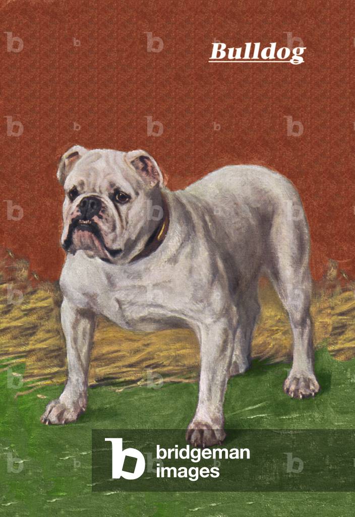 White Bulldog (stampa)
