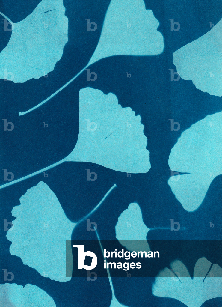 Ginkgo biloba 146, 2023 (cianotipia, tecnica mista)