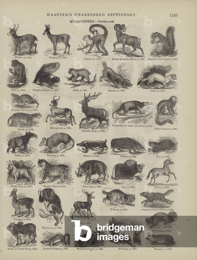 Page from Webster's Complete Dictionary (George Bell, 1877). (engraving)