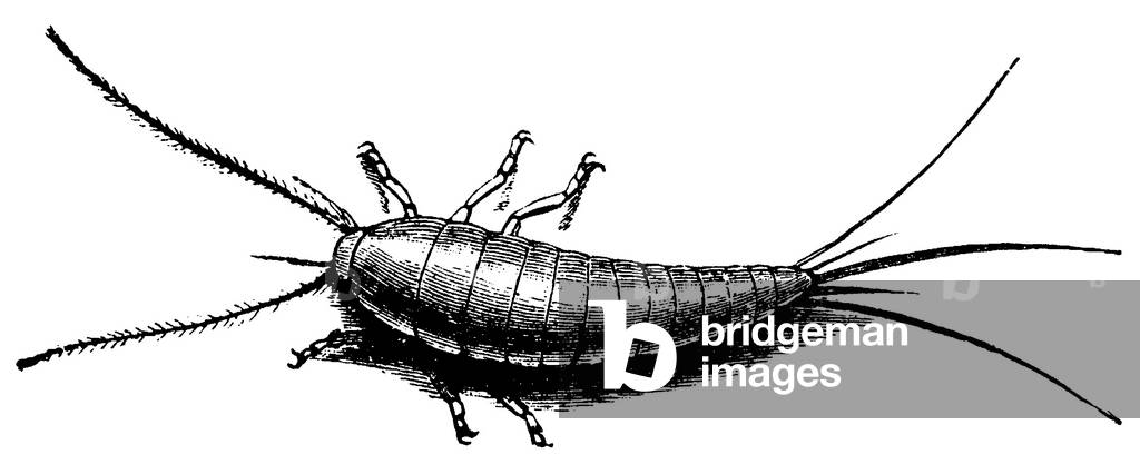 Image of Engraving depicting Sugar guest, b/w