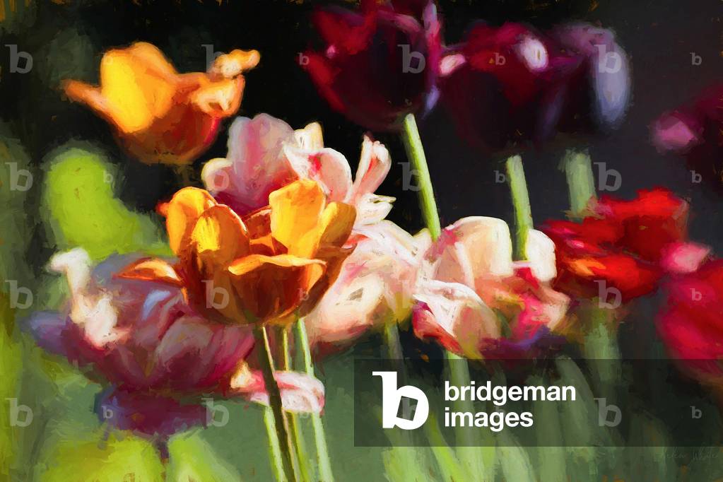 

Il campo di tulipani, 2018 (manipolato fotografia)
