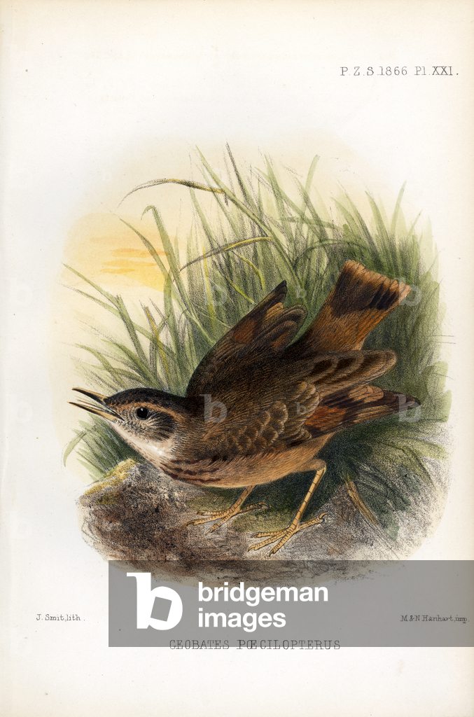 Image of Print depicting Variegated-winged Wren (print) 1833