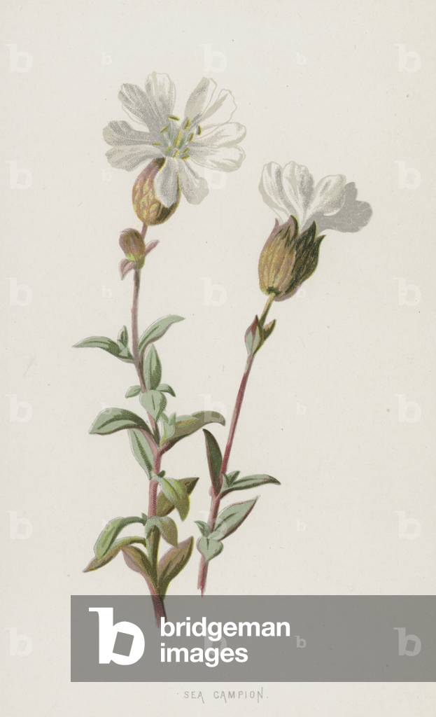 Sea Campion (chromolitho) by Frederick Edward Hulme