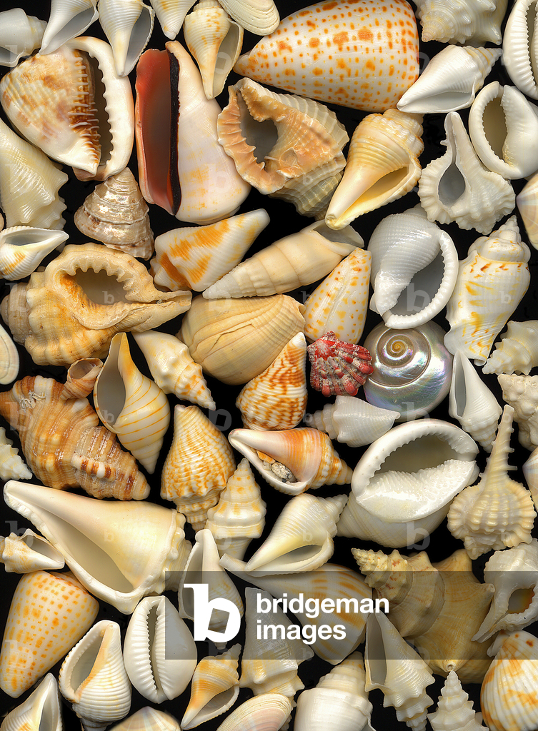 Composizione Tiny mixed Shells, 2004 (foto)