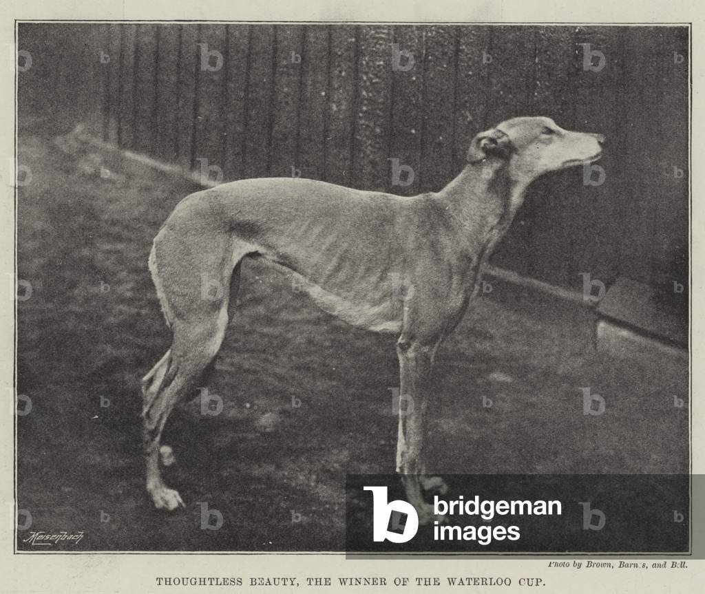 Image of Photography depicting Thoughtless Beauty 1895 by English Photographer