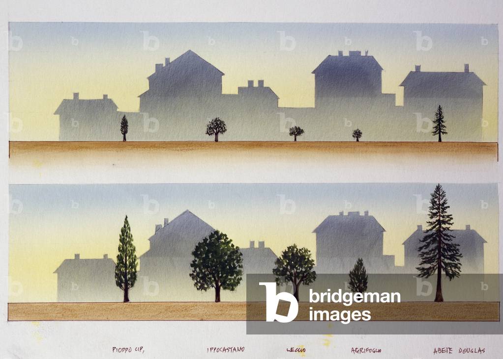 Growth pattern of different species of trees