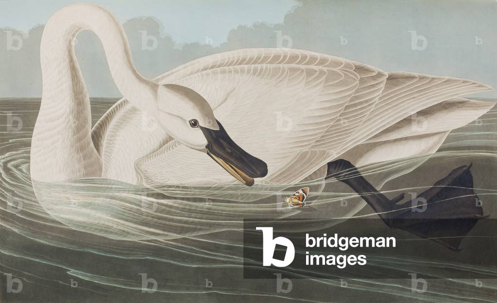 Illustration von 'Birds of America', 1827-38 (handkolorierte Gravur & Aquatinte)