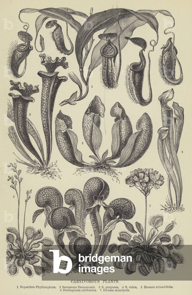 "Piante carnivore (incisione)" di English School, b/w