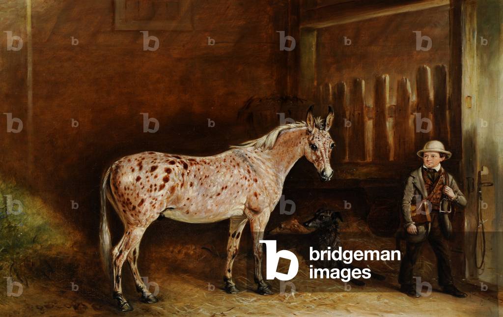 Un Fragola mulo e due Lurchers in una stalla e un Stabile Lad