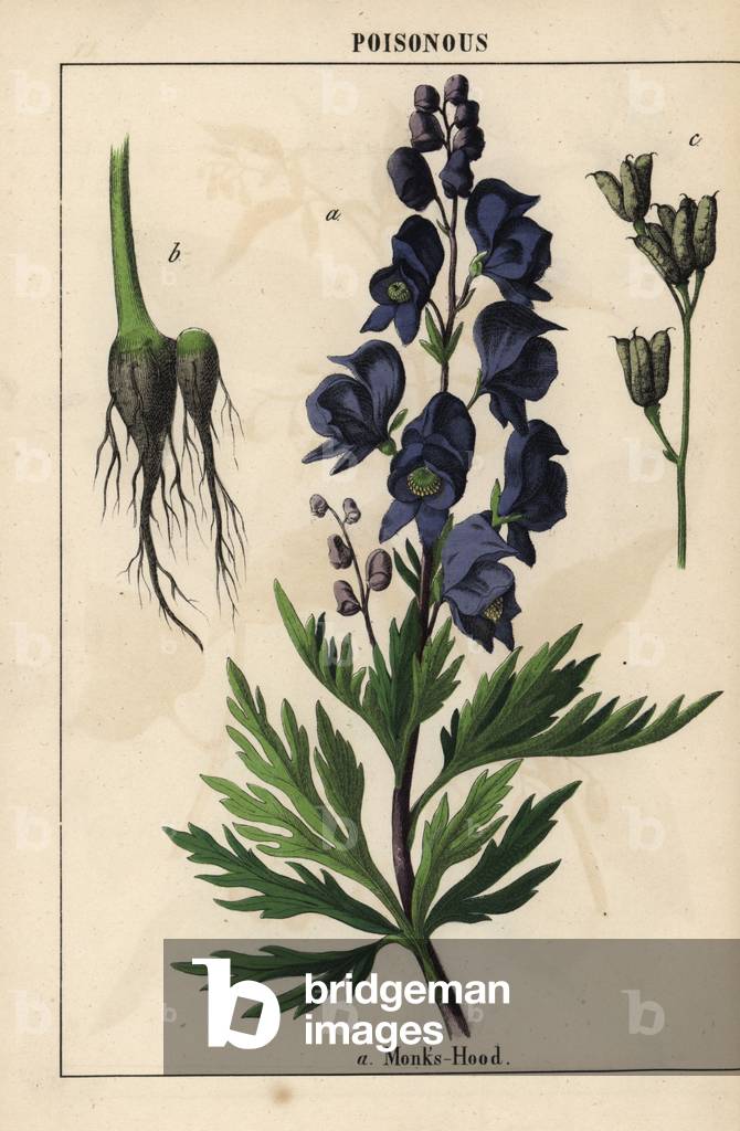 Cappuccio monaci con fiori blu, da «The Istruttive Picturebook, or Lessons from the Vegetable World», [Charlot