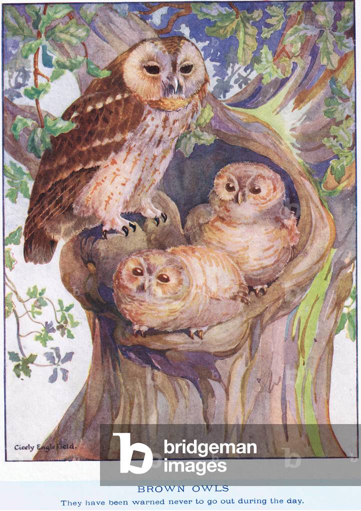 Image of Print depicting Brown Owl with young (litho) by Cicely Englefield