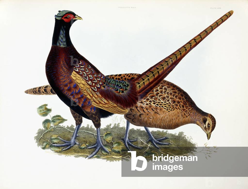 Pheasants (Male & Female), 1841 (hand-coloured engraving)