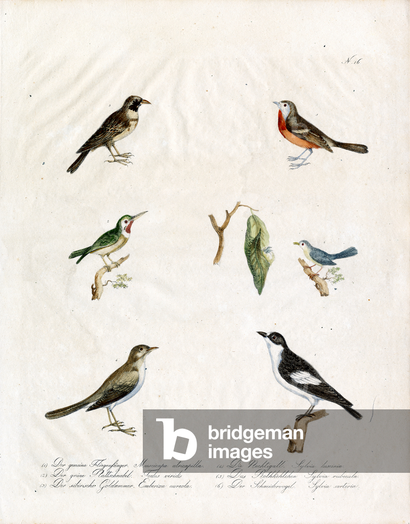 Immagine di Stampa "Uccelli canori nativi (stampa)" di Karl Joseph Brodtmann