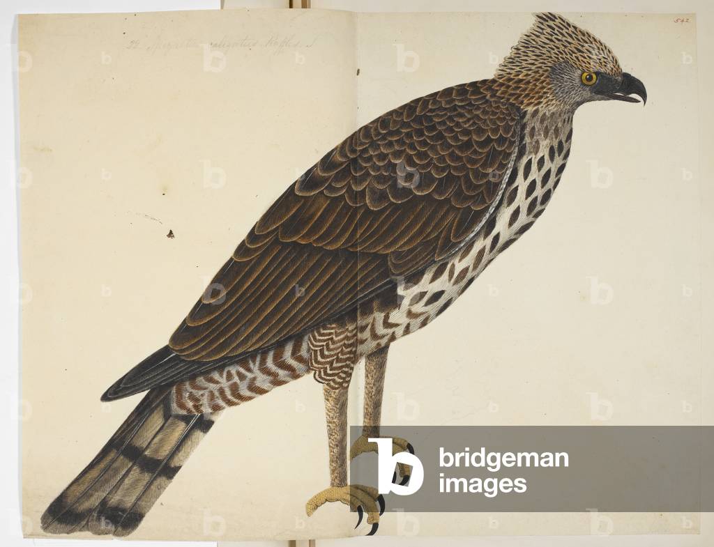 Bild von Zeichnung "Wechselbarer Hawk Eagle" 1820