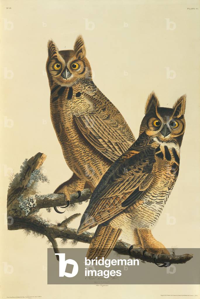 "Bubo virginianus" 1827 di John James Audubon