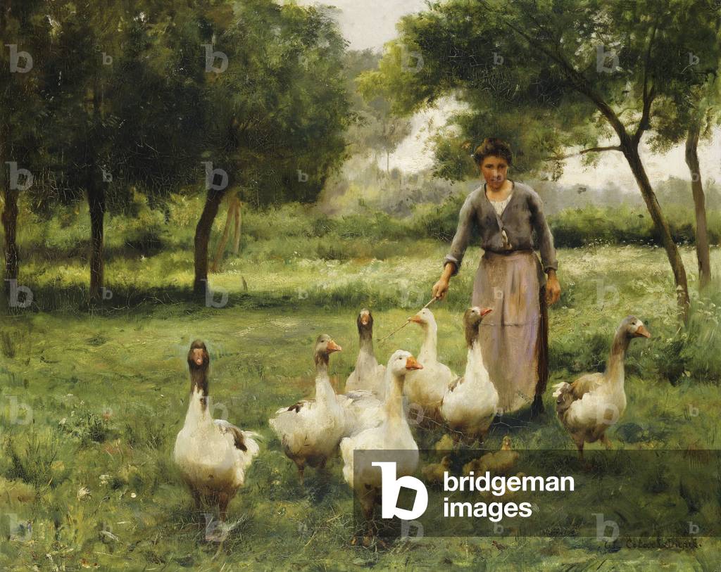 Guidare il Gaggle (olio su tela)