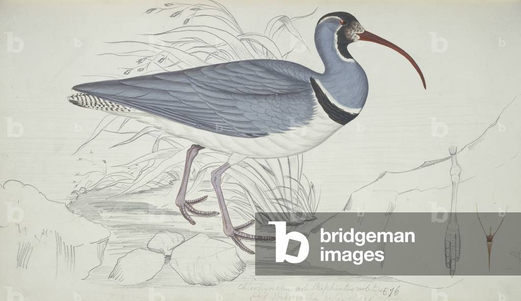 Immagine di Disegno "Ibidorhyncha struthersii" 1818 di Raj Man Singh
