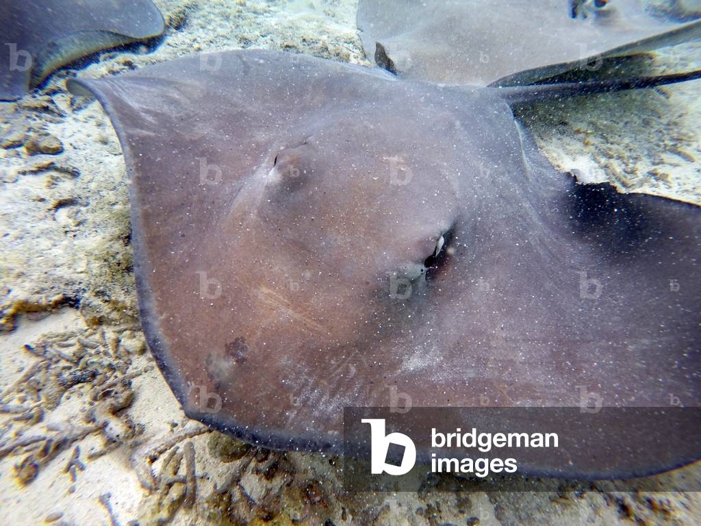 Raggi di puntura nelle acque poco profonde della laguna di Bora Bora, Moorea, Polinesia Francese, Society Isla