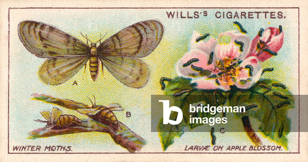 Immagine di Stampa "Vita da giardino: Falene e larve invernali (chromolitho)" 1901 di English School