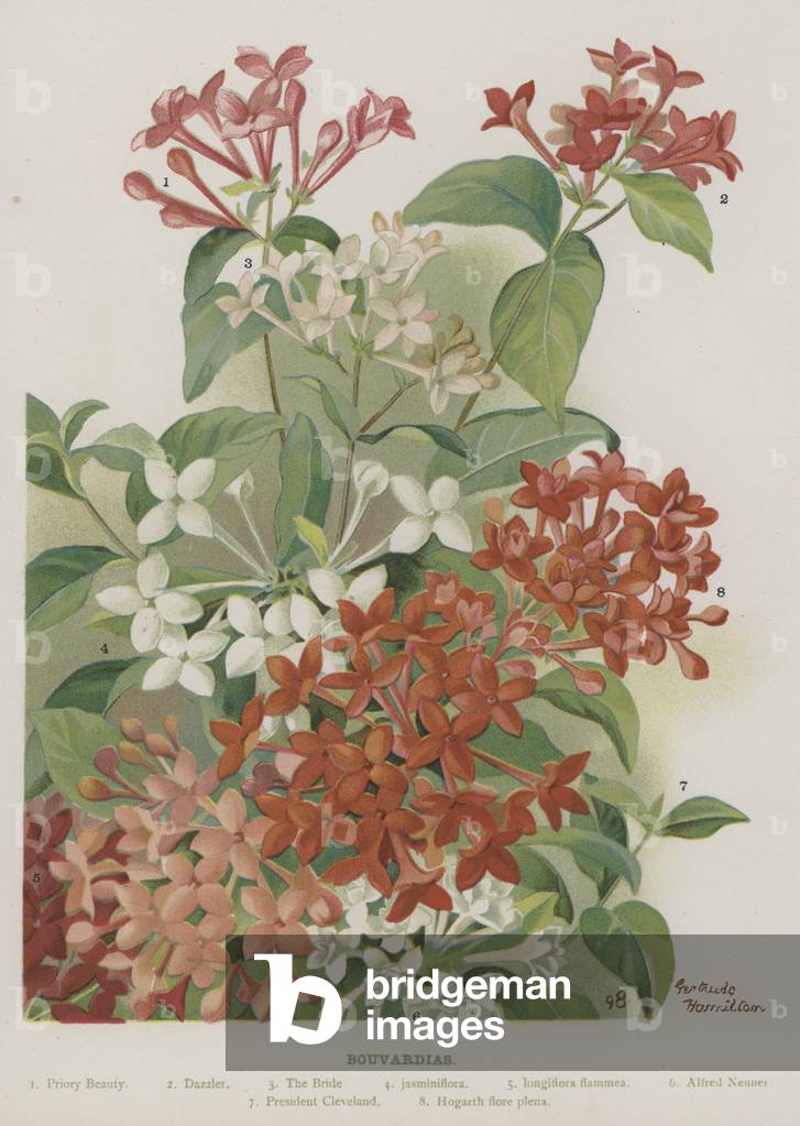 Bouvardias (chromolito)