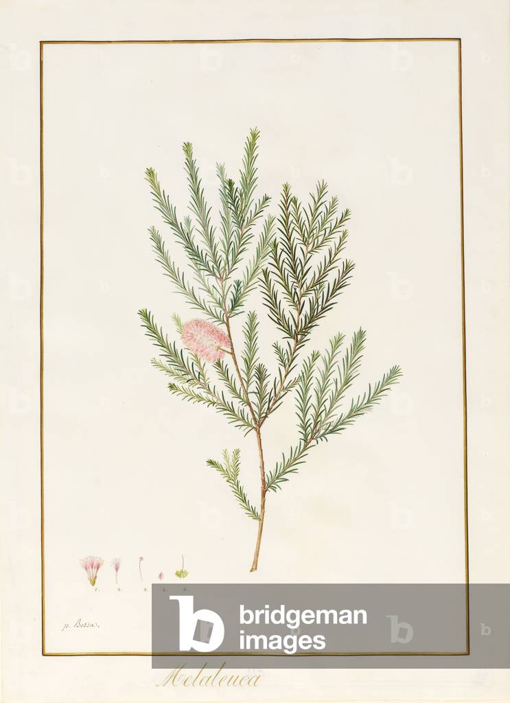 "Melaleuca" di Pancrace Bessa