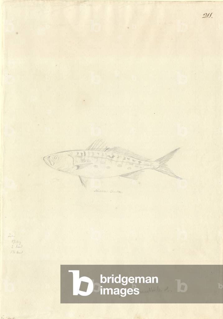 Trutta Arripis