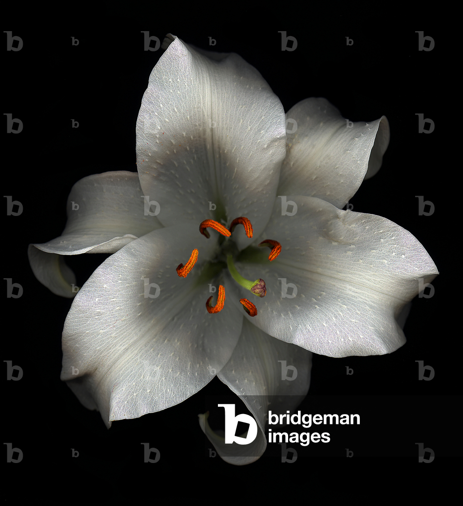 Giglio asiatico, 1999 (foto)