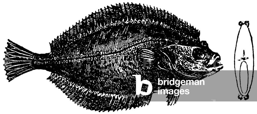 Flounder