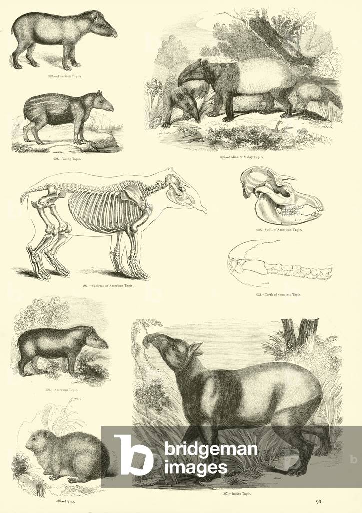 "Seite von Das Bildmuseum der animierten Natur (Gravur)" von English School, b/w