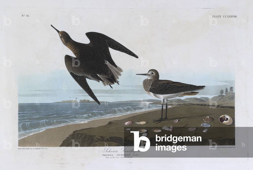 "Due piccioni. Illustrazione a colori di Audubon; Sandpiper di SchINR."