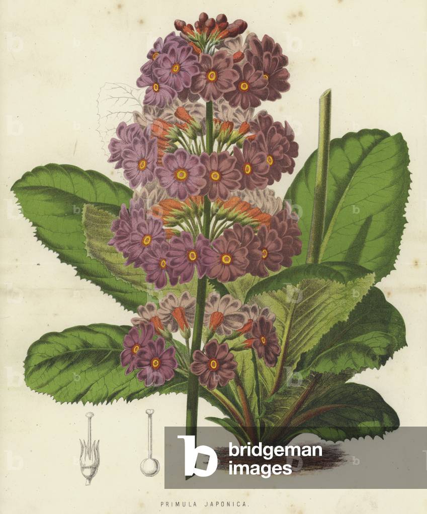 Primula Japonica (chromolitho) by English Artist