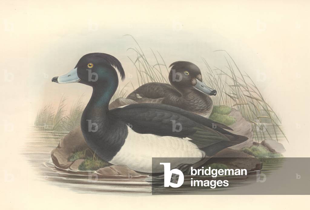 Image of Drawing depicting Aythya fuligula by John Gould