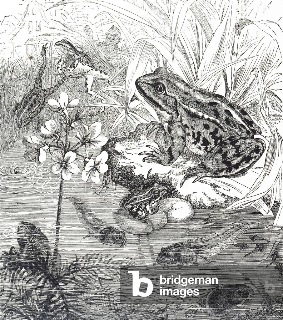 Engraving depicting an European edible frog, a common frog found in Europe