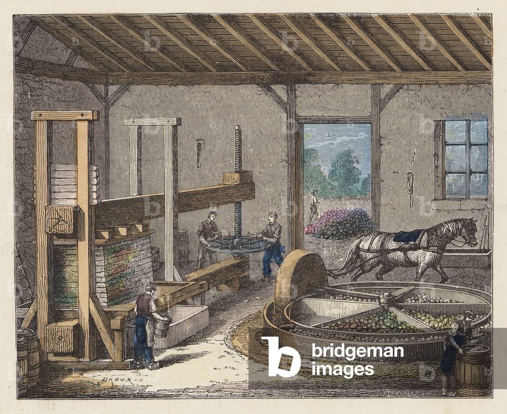 Produzione di sidro (incisione colorata)