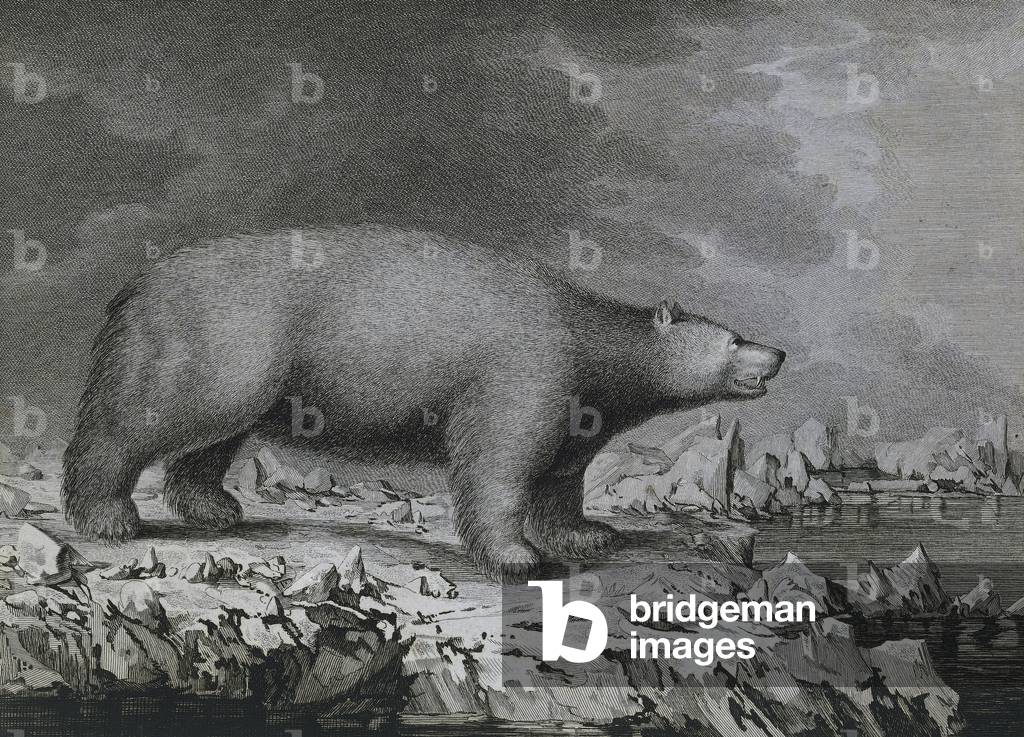 Polar Bear, engraving by Peter Mazel after drawing by John Webber (1750-1793) made during Third voyage of Jame