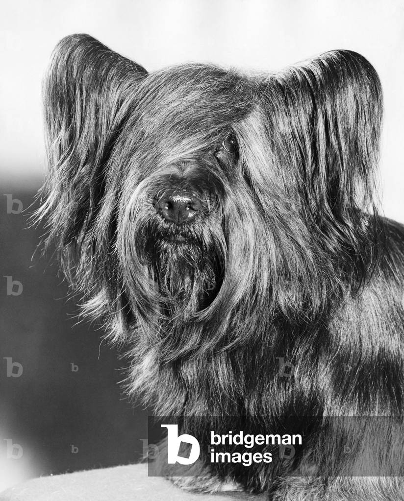 Inquadratura ravvicinata di uno Skye Terrier